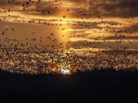 image of animal_migration