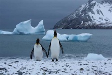 image of king_penguin #7