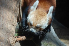 image of animal