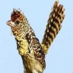 image of bird