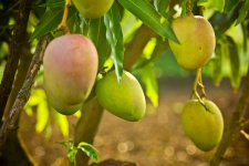 image of fruit_and_vegetable