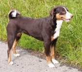 image of appenzeller
