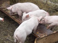 image of hog