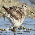 image of bar_tailed_godwit #9