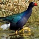 image of bird
