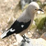 image of bird