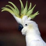 image of bird