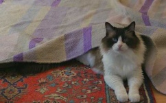 image of animal