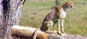 image of cheetah