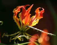 image of fire_lily #4