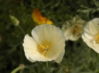 image of flower
