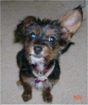 image of miniature_poodle
