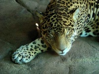 image of jaguar_car