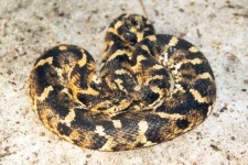 image of hognose_snake