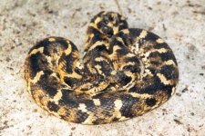 image of hognose_snake #5