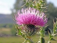 image of cardoon