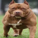 image of animal