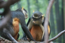 image of guenon