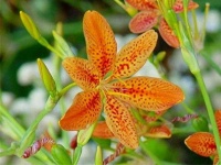 image of flower
