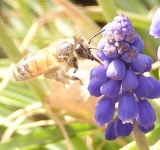 image of grape_hyacinth #27