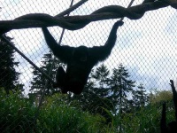 image of siamang