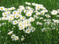 image of daisy