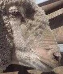 image of animal