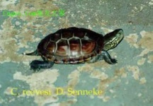 image of mud_turtle