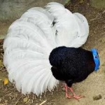 image of bulwers_pheasant #31