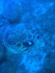 image of loggerhead
