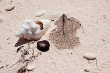 image of conch