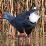 image of bird