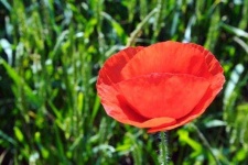 image of flower