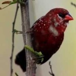 image of bird