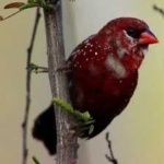 image of strawberry_finch #26