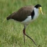 image of bird