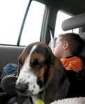 image of basset #2