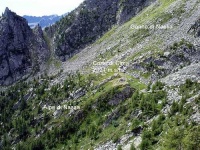 image of alp