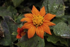 image of flower
