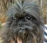 image of affenpinscher
