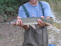 image of gar