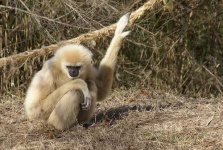 image of gibbon