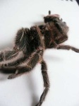 image of tarantula