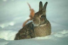 image of wood_rabbit