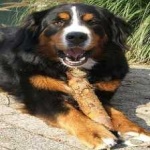 image of animal