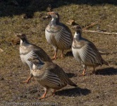 image of partridge