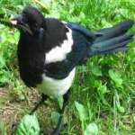 image of bird