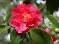 image of flower