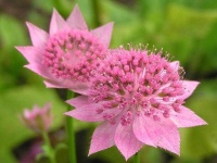 image of flower
