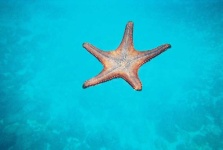 image of starfish #20